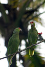 Tortuguero - Groene papagaai
