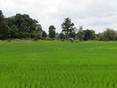 Bolaven Plateau, veel, heel veel rijstvelden