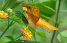 Tade Fane - Laos, veel vlinders