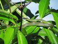 Golden Tree Snake (Chrysopelea ornato ornatissima)