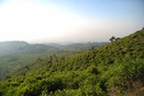 Midden Java, uitzicht over een thee-plantage