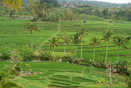 Bali, rijsttarrassen van Jatiluwih, uitgeroepen tot werelderfgoed door de Unesco