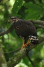 Corcovado - Great Black-Hawk