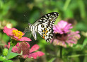 Limoen vlinder, Papilio demoleus, Laos