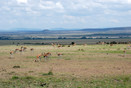 Masai Mara, Thomson Gazelles