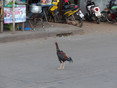 Deze kip lijkt de weg kwijt te zijn midden in het drukke Udon Thani (Laos)
