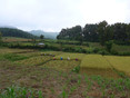 Rijstoogst in de buurt van Pak Beng (Laos)